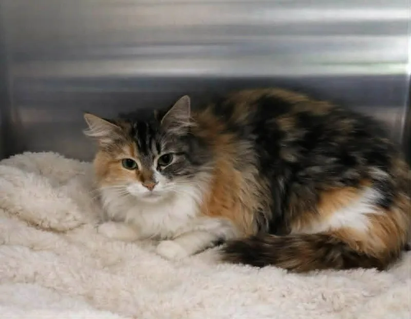 A young medium-sized male Domestic Long Hair cat named Peach for adoption in Columbia, TN