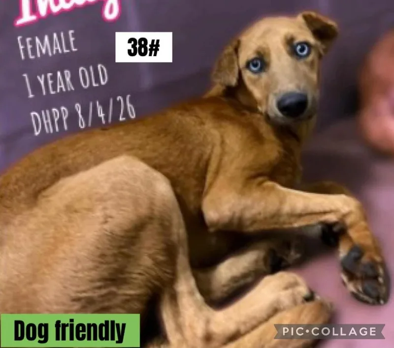 A young medium-sized female Mixed Breed dog named Joni for adoption in Warren, MI