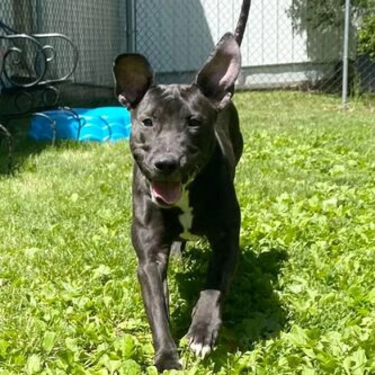 An adult medium-sized female Black Mixed Breed dog named Chloe for adoption in Davenport, IA