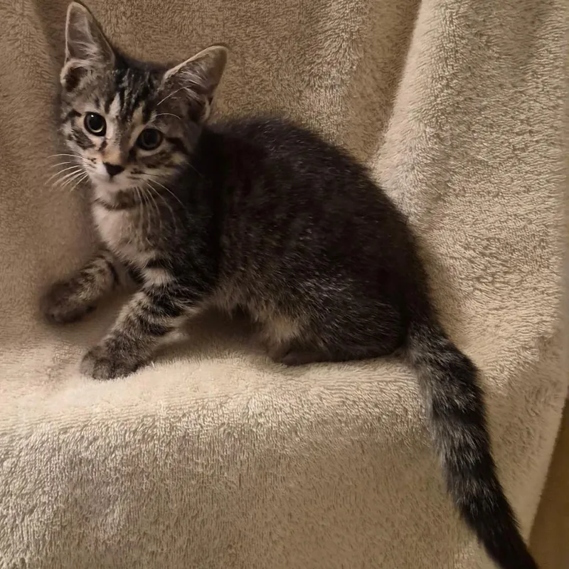 A baby small-sized female Brown / Chocolate Domestic Short Hair cat named Taylor for adoption in Carmel, IN