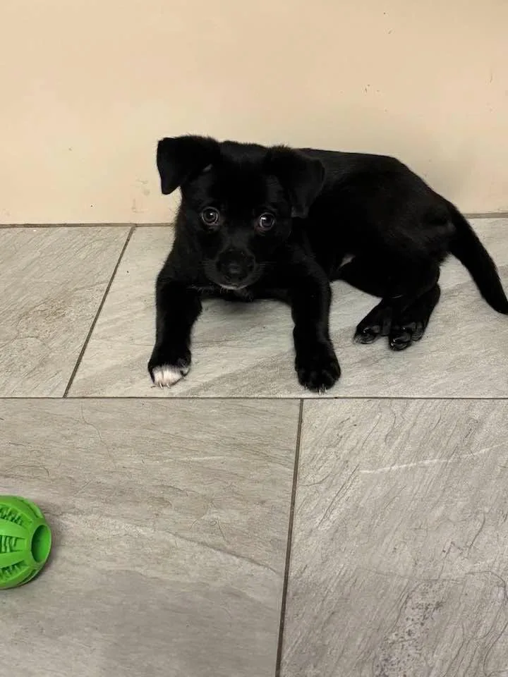 A baby medium-sized female Labrador Retriever dog named Daisy for adoption in Huntsville, TX