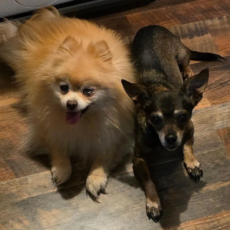 An adult small-sized female Golden Pomeranian dog named Isabella for adoption in Goltry, OK
