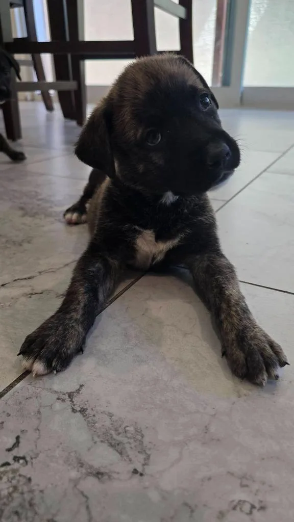 A baby small-sized male Mixed Breed dog named Paul for adoption in Mesa, AZ