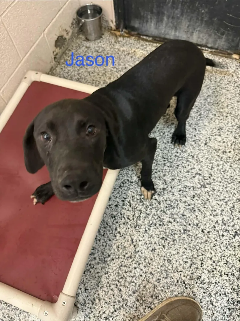 A young large-sized male Pointer dog named Jason for adoption in Fayetteville, WV