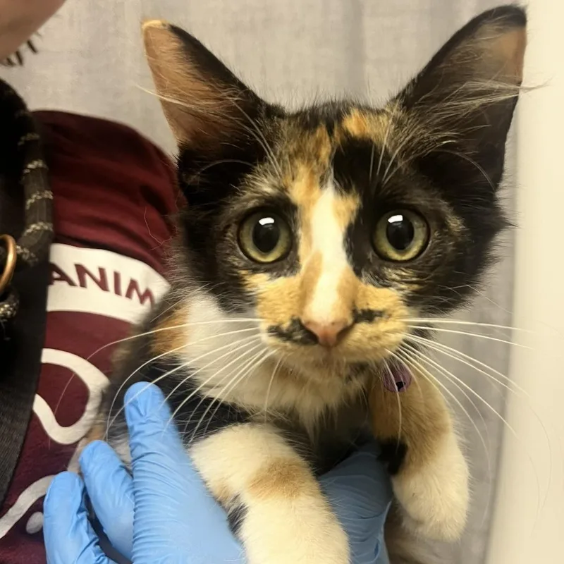 A baby small-sized female White Domestic Medium Hair cat named Tiny for adoption in Hattiesburg, MS