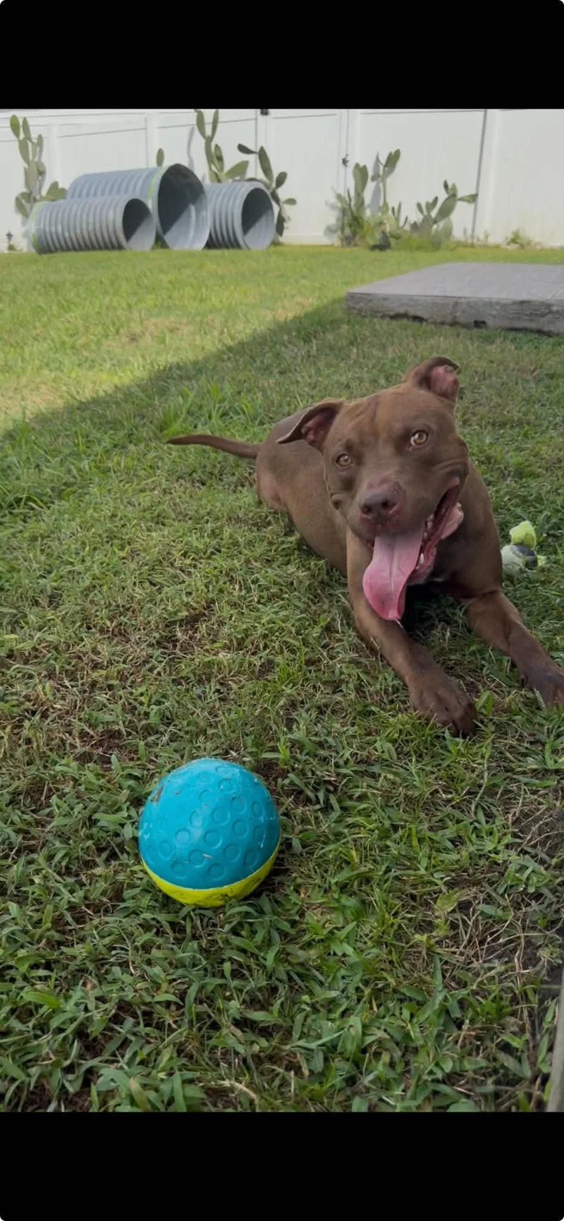 An adult large-sized male Brown / Chocolate Pit Bull Terrier dog named Aries for adoption in Deltona, FL