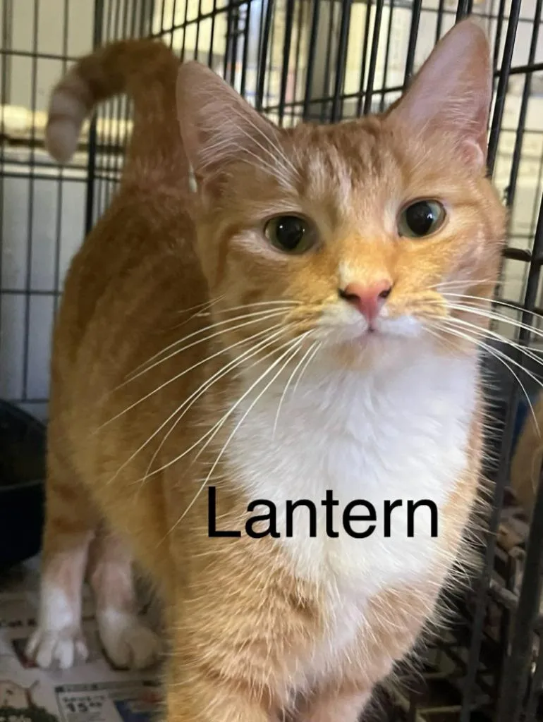 A young large-sized female Domestic Short Hair cat named Lantern for adoption in Princeton, IN