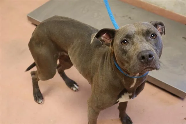 An adult medium-sized female Mixed Breed dog named Louanne for adoption in Columbia, SC