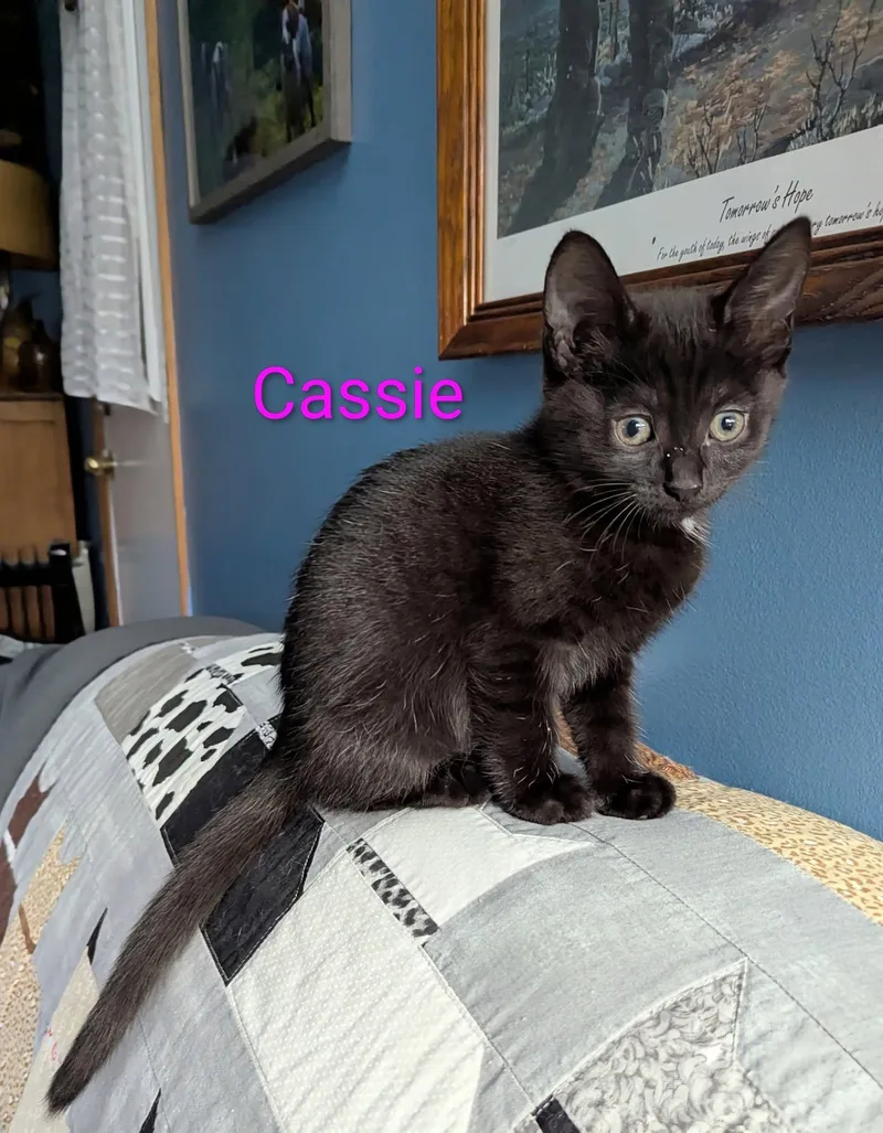 Cassie thumbnail 4