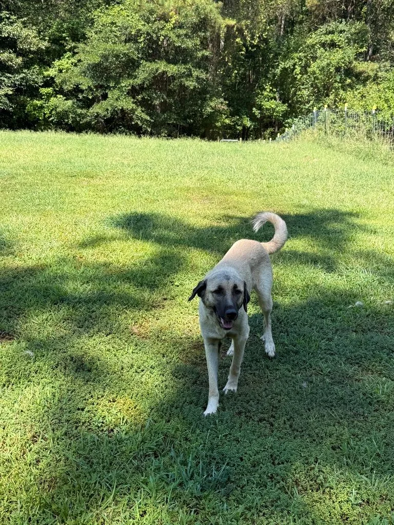 A young large-sized female Anatolian Shepherd dog named Found Animal for adoption in Douglasville, GA