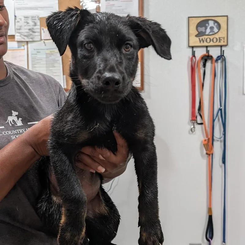 A young medium-sized female Black German Shepherd Dog dog named Penny for adoption in Buchanan Dam, TX