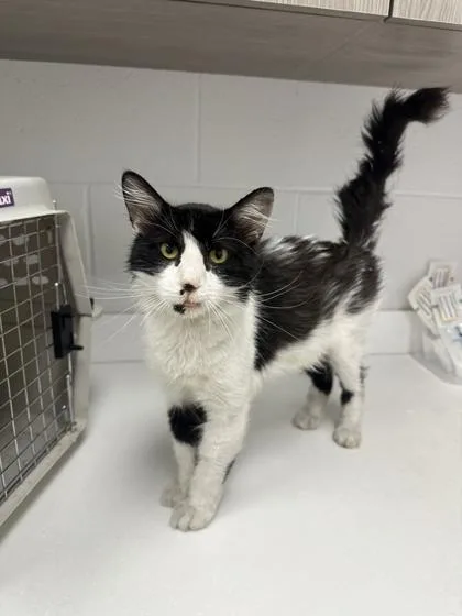 An adult medium-sized male Black Domestic Short Hair cat named Dante for adoption in Kansas City, MO