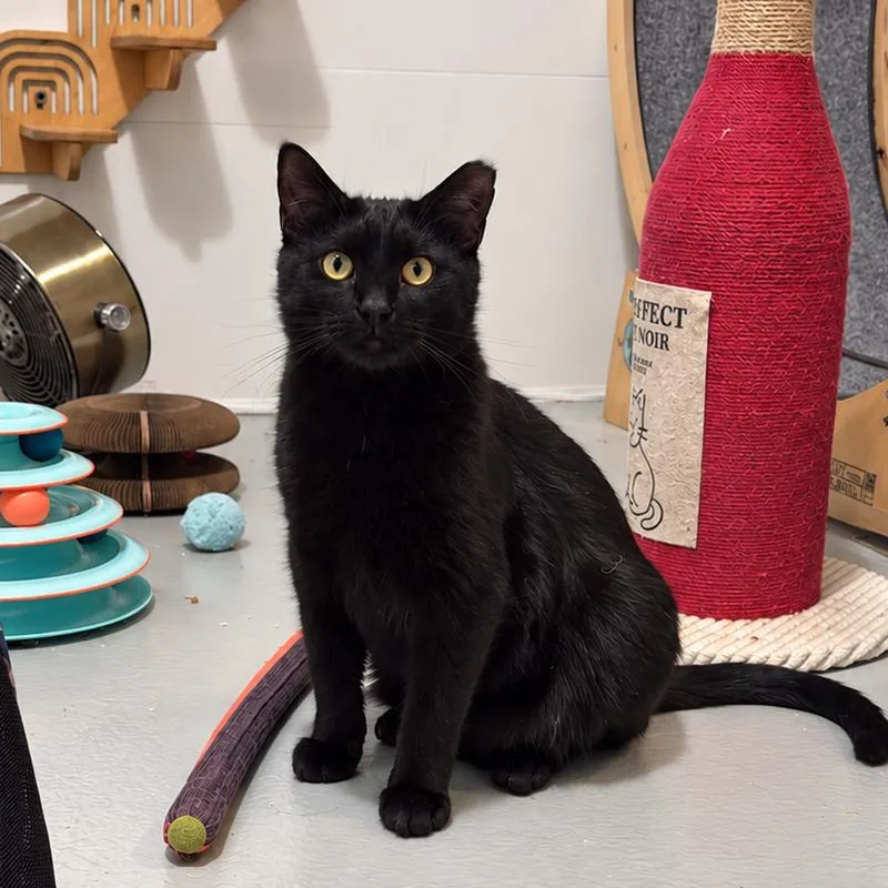 A young large-sized male Black Bombay cat named Harrison for adoption in Houston, TX