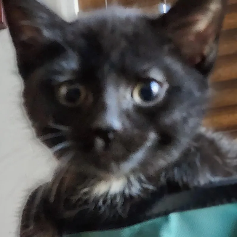 A baby small-sized male Black & White / Tuxedo Domestic Short Hair cat named Jax for adoption in Albuquerque, NM