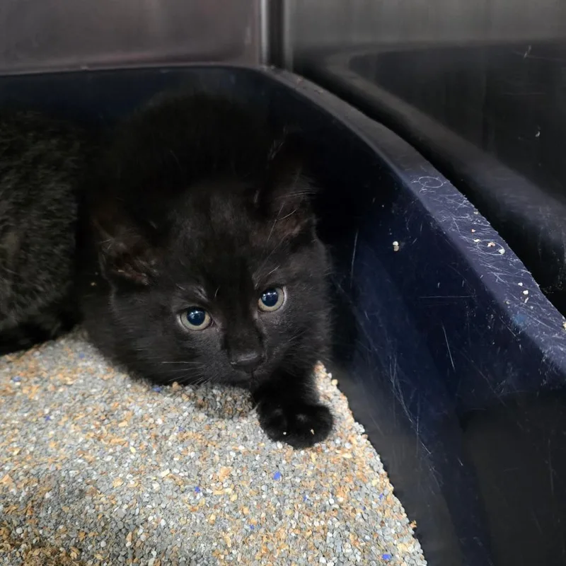 A baby small-sized male Black Domestic Short Hair cat named Paratrooper for adoption in Fairmont, WV