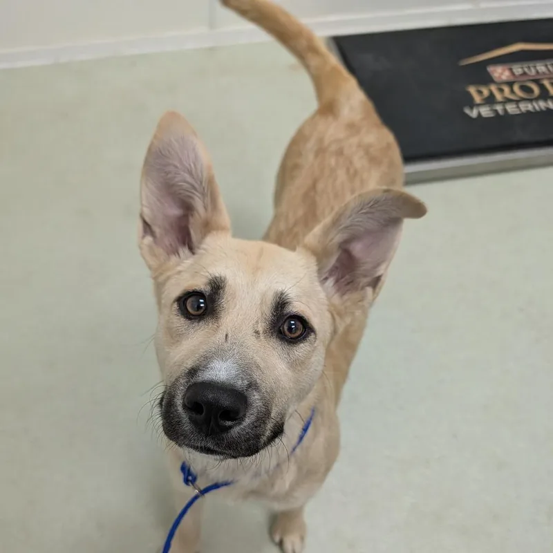 A young medium-sized female Yellow / Tan / Blond / Fawn Mixed Breed dog named Lucy for adoption in Ballston Spa, NY
