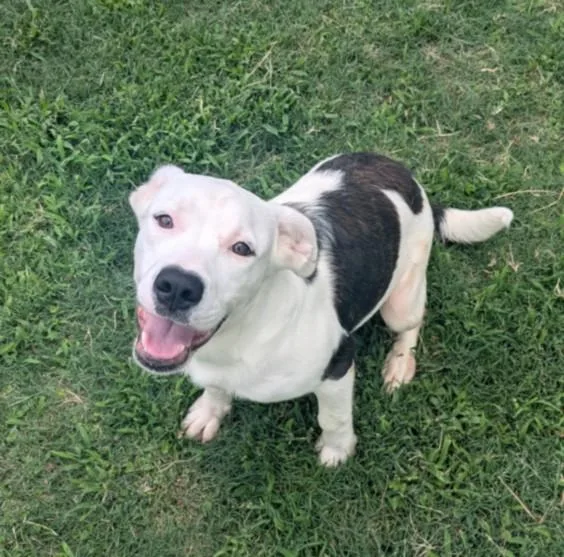 A young small-sized male Australian Cattle Dog / Blue Heeler dog named Marvel for adoption in Texas City, TX