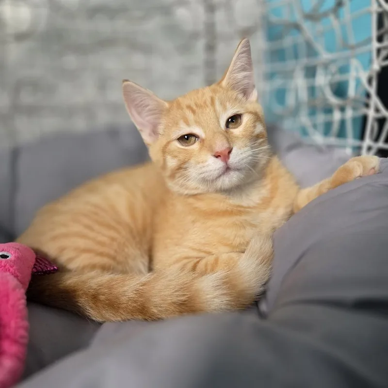 A baby small-sized male Orange / Red Domestic Short Hair cat named Bratwurst for adoption in Gibsonia, PA