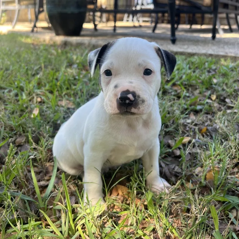 A baby medium-sized male White / Cream Pit Bull Terrier dog named Fredinand for adoption in Austin, TX
