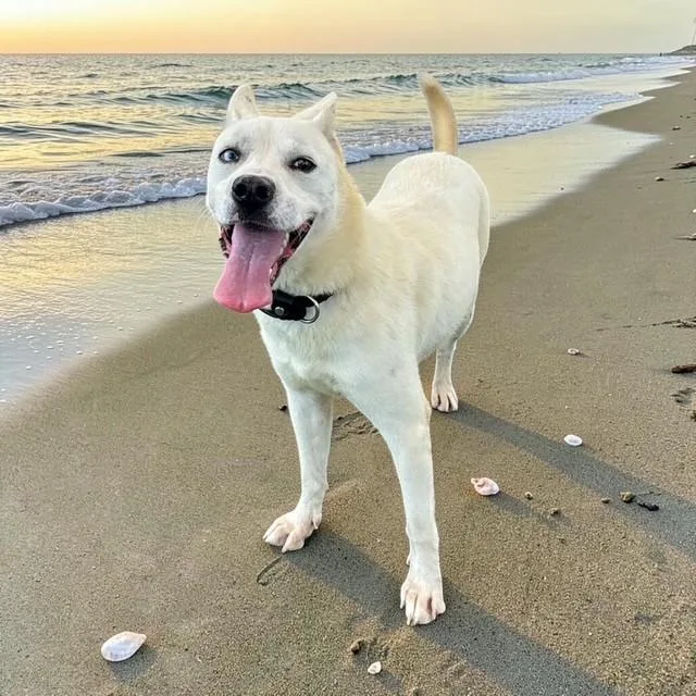 A young medium-sized female White / Cream Husky dog named Avery for adoption in Williston, VT