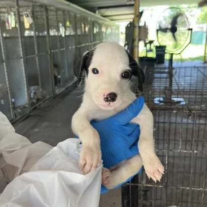 A baby medium-sized male Beagle dog named Leo for adoption in Morton Grove, IL