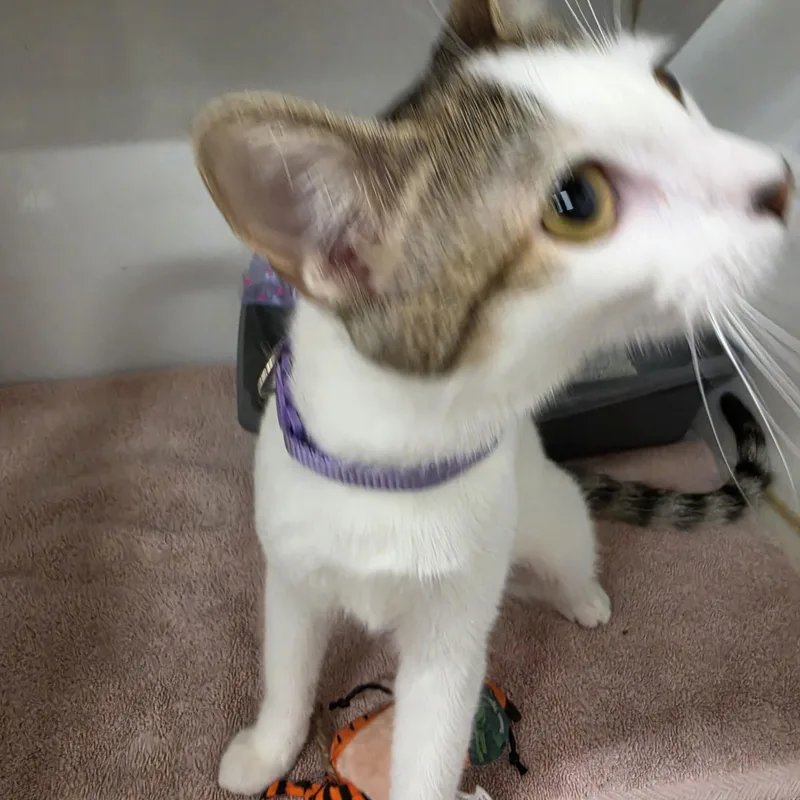 A baby small-sized female White Domestic Short Hair cat named Lucy for adoption in Orange, CA