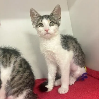 A baby small-sized female Domestic Short Hair cat named Ruthie for adoption in Voorhees, NJ