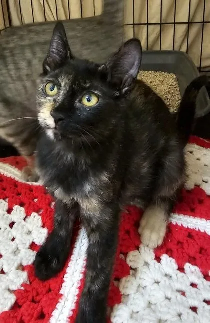 A young small-sized female Domestic Short Hair cat named Boba for adoption in Phoenix, AZ