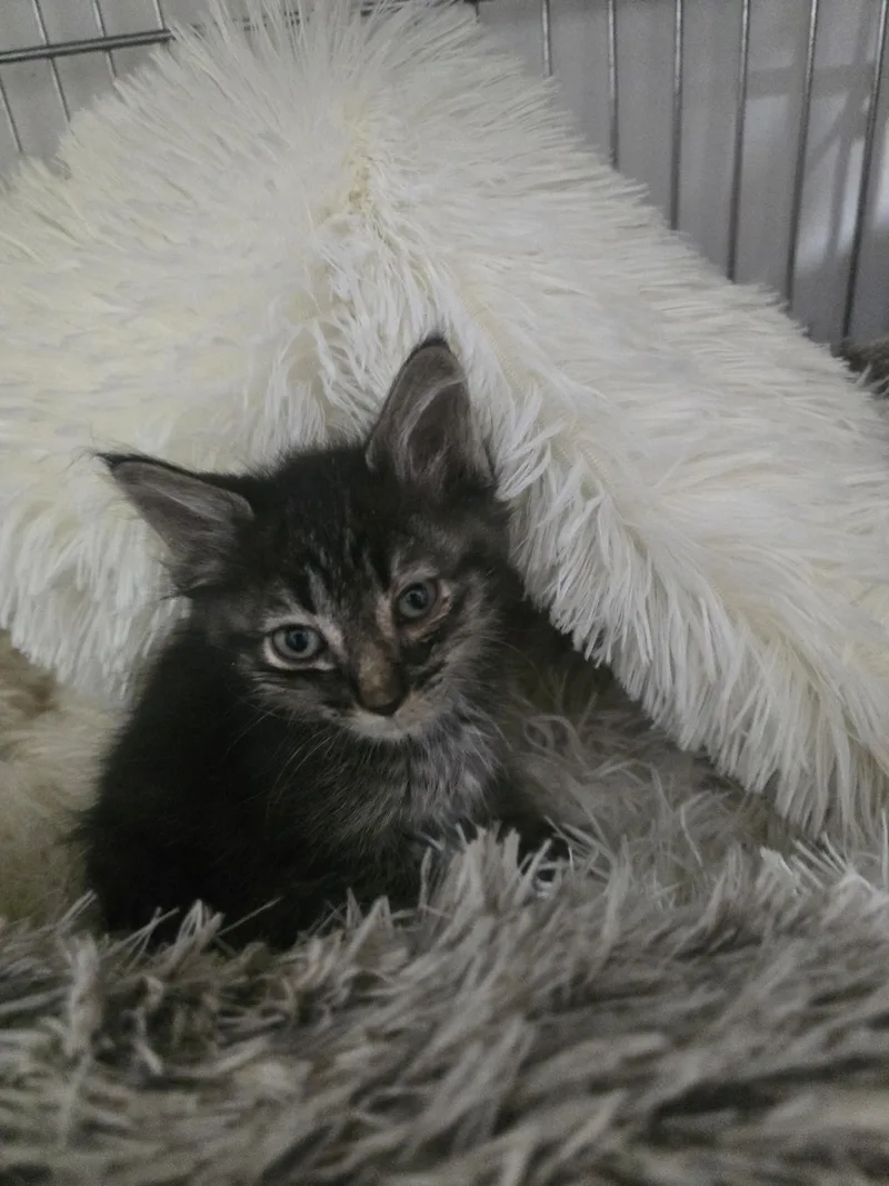 A baby small-sized female Domestic Medium Hair cat named Lucky for adoption in Globe, AZ