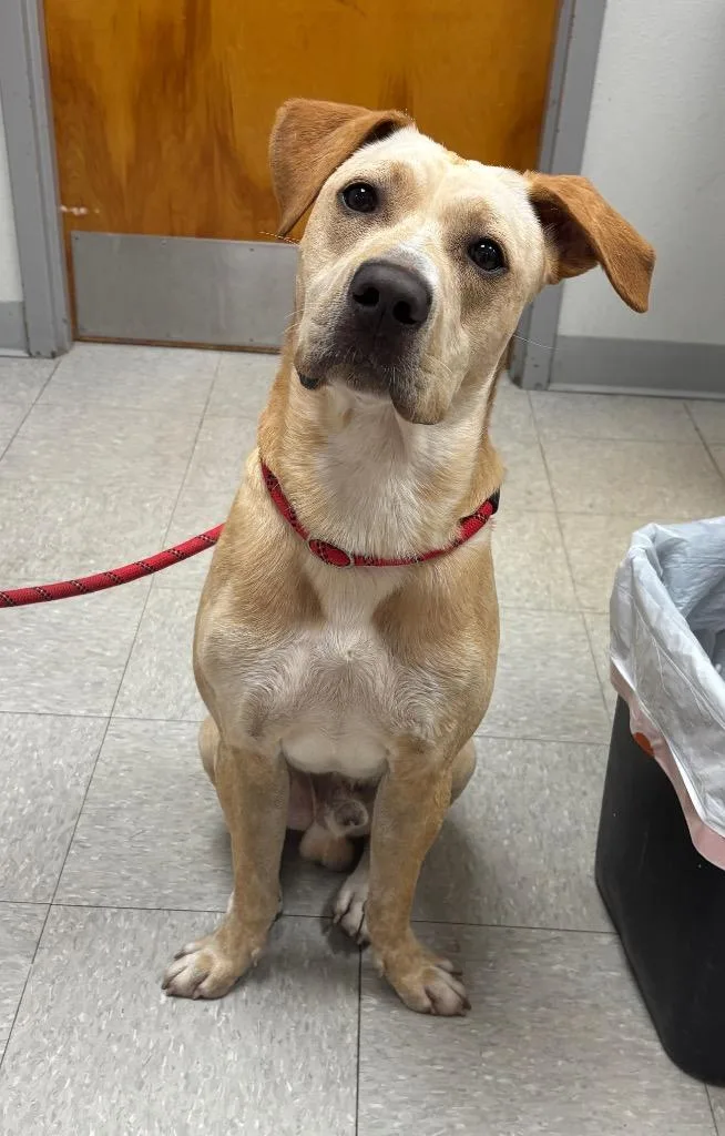 A young medium-sized male Black Mouth Cur dog named Johnnie Walker for adoption in Sorrento, LA