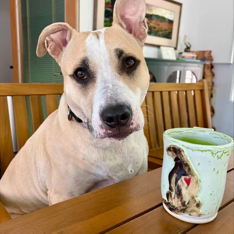 An adult large-sized female Pit Bull Terrier dog named Ariel for adoption in Naperville, IL