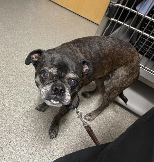 A senior small-sized male Boston Terrier dog named Cygnus for adoption in Escondido, CA