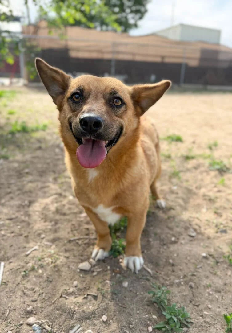 Pickles thumbnail 3