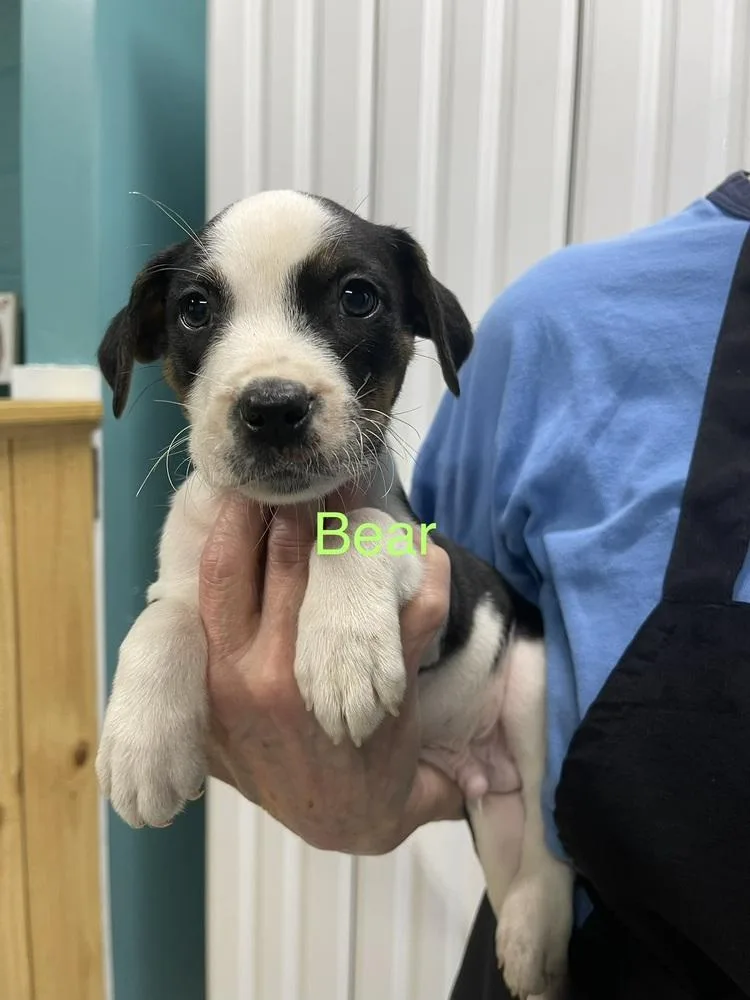 A baby small-sized male Tricolor (Brown, Black, & White) Pit Bull Terrier dog named Bear for adoption in Chattanooga, TN