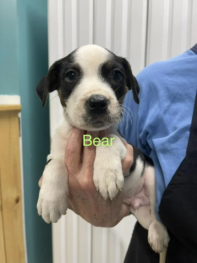 Bear thumbnail 2