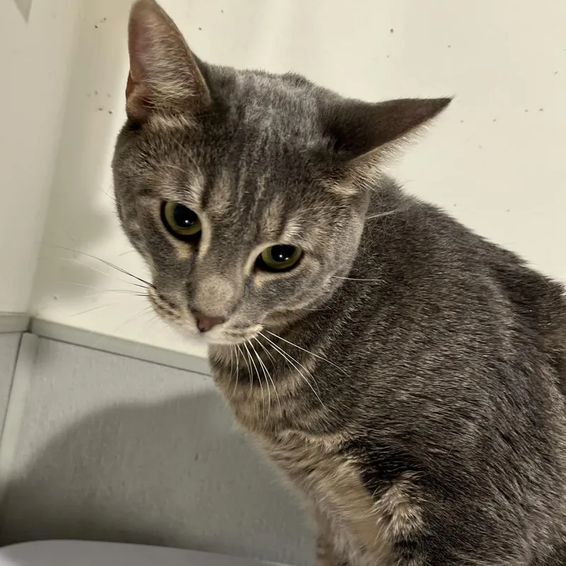 An adult extra large-sized male Brown / Chocolate Domestic Short Hair cat named Elliot for adoption in Tampa, FL