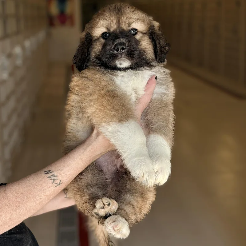 A baby medium-sized male Shepherd dog named Zeus for adoption in Chicago, IL