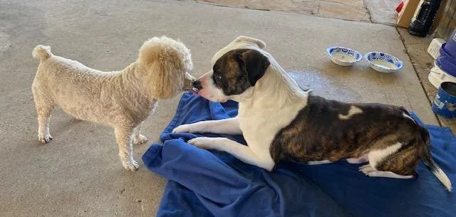 An adult medium-sized female White / Cream Boxer dog named Bonnie And Clive for adoption in Houston, TX