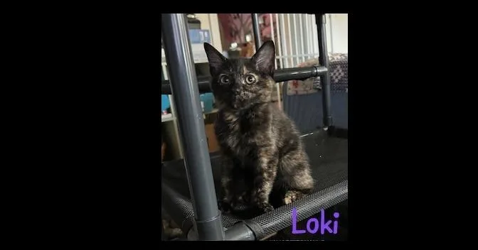 Loki