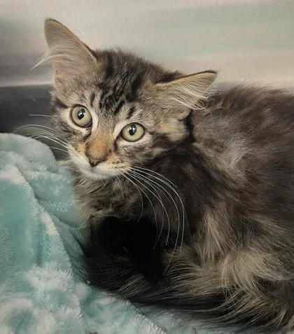 A baby medium-sized female Black Domestic Medium Hair cat named Catniss for adoption in Tinley Park, IL