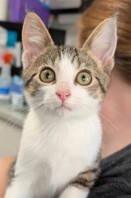 A baby small-sized male Domestic Short Hair cat named Findlay for adoption in Canfield, OH