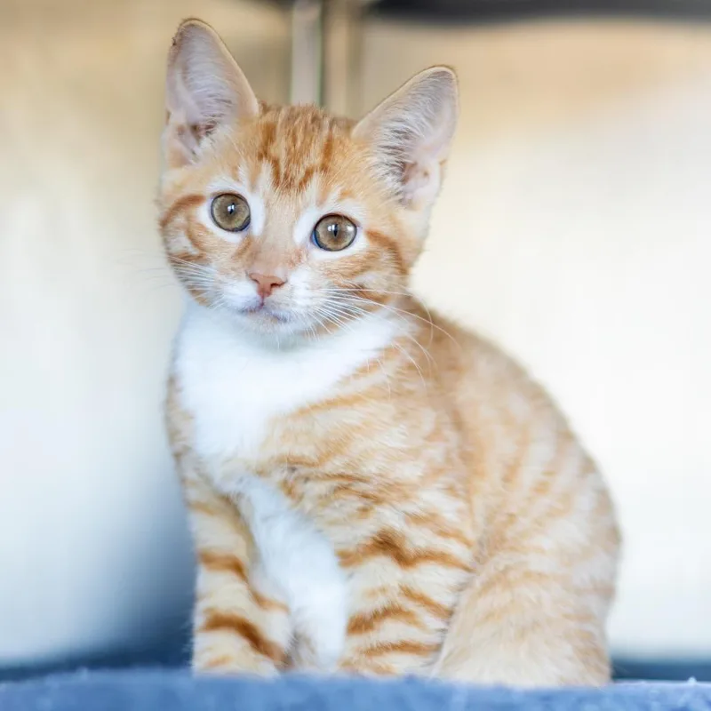 A baby small-sized female Orange / Red Domestic Short Hair cat named Vada for adoption in Wilmington, DE