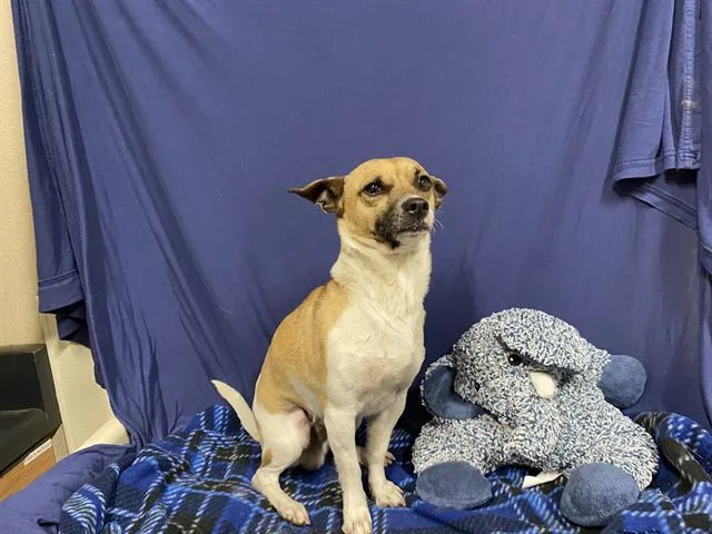 A young small-sized male Chihuahua dog named Echo for adoption in Modesto, CA