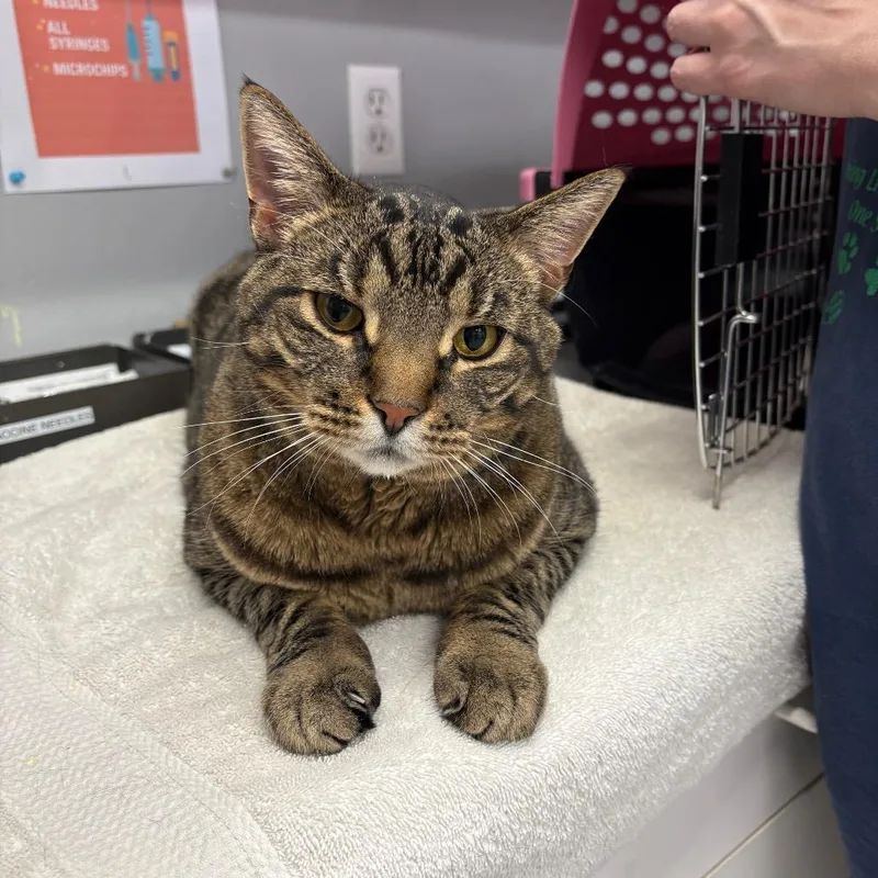 An adult extra large-sized male Domestic Short Hair cat named Buck for adoption in Spokane, WA