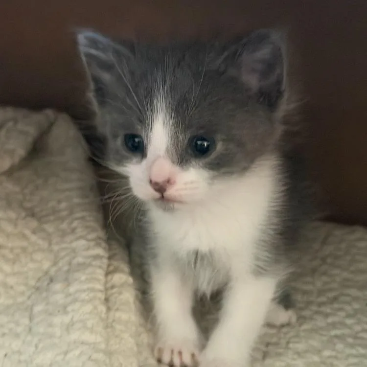 A baby small-sized male Gray / Blue / Silver Domestic Short Hair cat named Logan for adoption in Long Beach, CA