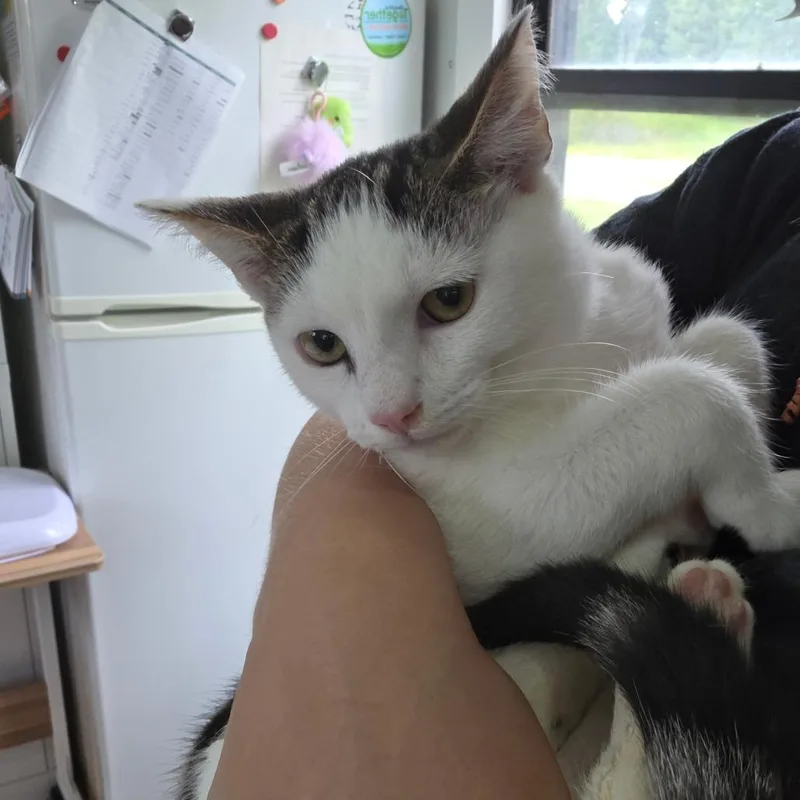 A baby medium-sized male White Domestic Short Hair cat named Ozzy for adoption in Chapel Hill, NC