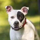 An adult medium-sized female Black Pit Bull Terrier dog named Winter for adoption in Hilliard, OH
