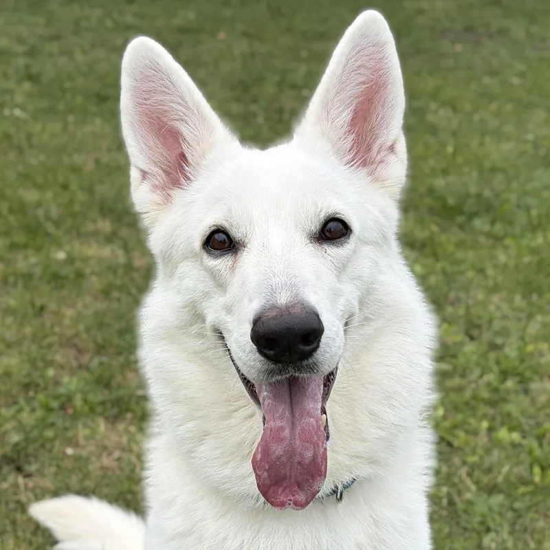An adult medium-sized female White / Cream White German Shepherd dog named Pina Colada for adoption in Jefferson, WI