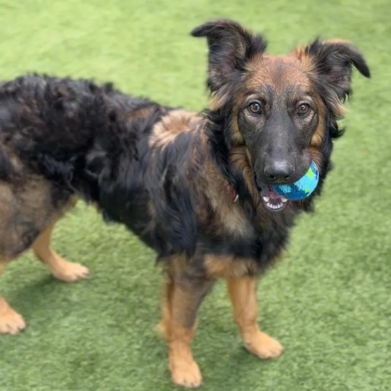 An adult medium-sized female Shepherd dog named Paige Ca for adoption in Hillside, IL