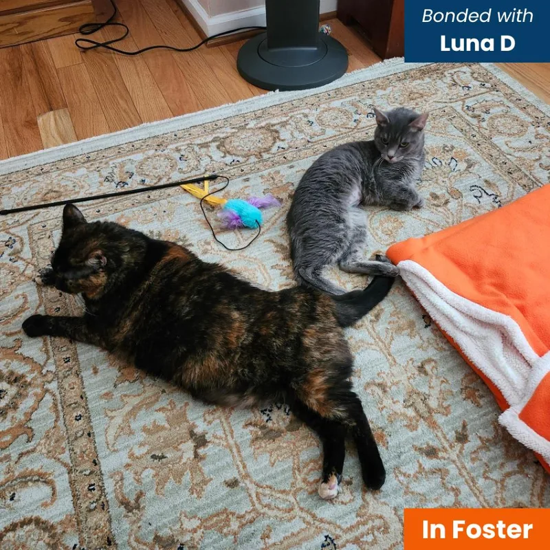 An adult extra large-sized female Tortoiseshell Domestic Short Hair cat named Katty B for adoption in Baltimore, MD